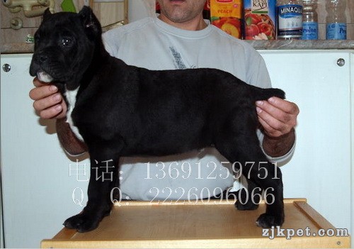 利达犬业_02.jpg