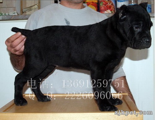 利达犬业_03.jpg