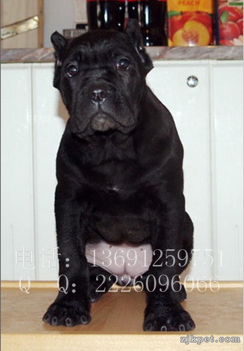 利达犬业_08.jpg