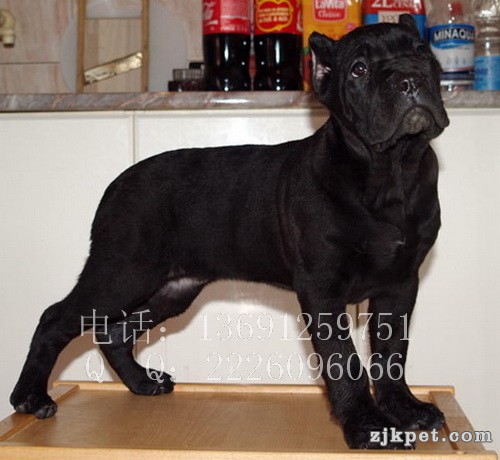 利达犬业_10.jpg