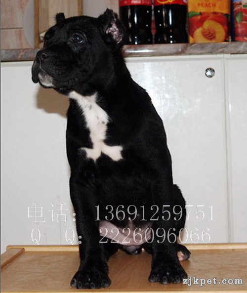 利达犬业_11.jpg