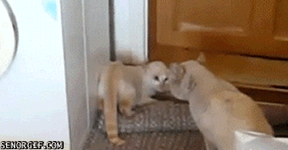 04.gif