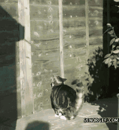 05.gif