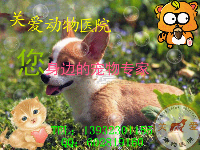 关爱动物医院动画图.gif