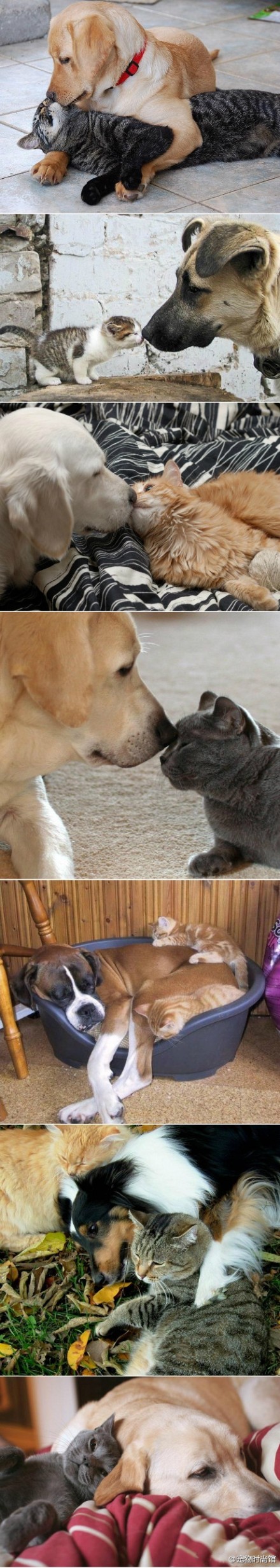 猫狗之恋~~