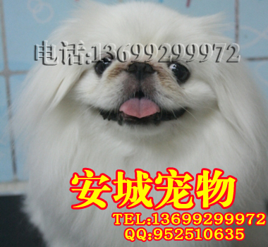 京巴3.jpg