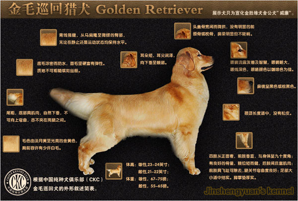 金胜缘犬舍种公-威廉-
