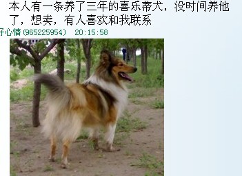 3年的狗狗