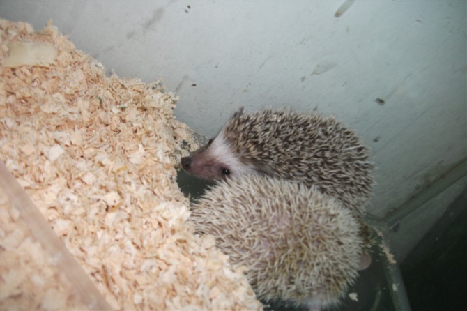 非洲小刺猬.jpg