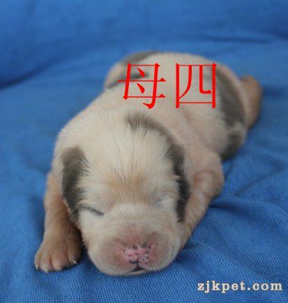 母4.jpg