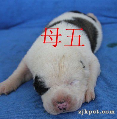 母5.jpg