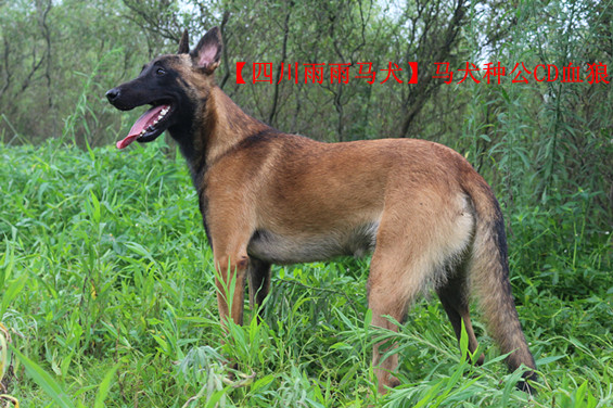CD血狼 的母亲比利时原装进口马犬老黑！.jpg
