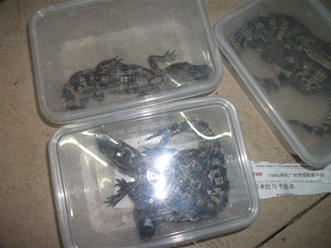 鳄鱼.jpg