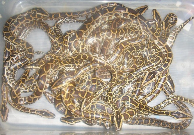 缅甸.jpg