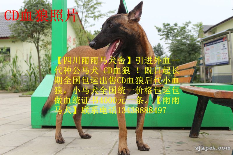 买马犬联系:13438888497【四川雨雨马犬舍】全国包运，芯片血统证书齐全  广东 广州 深圳 珠海 汕头 佛山 湛 ...