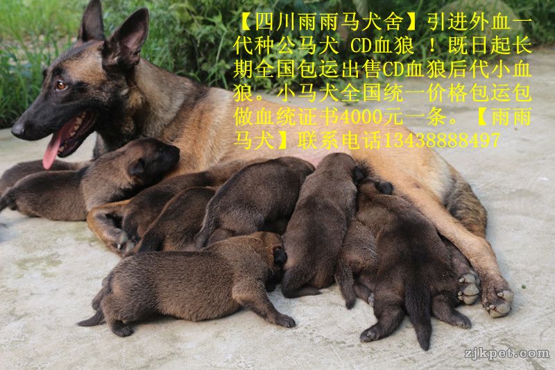买马犬联系:13438888497【四川雨雨马犬舍】全国包运，芯片血统证书齐全  广东 广州 深圳 珠海 汕头 佛山 湛 ...