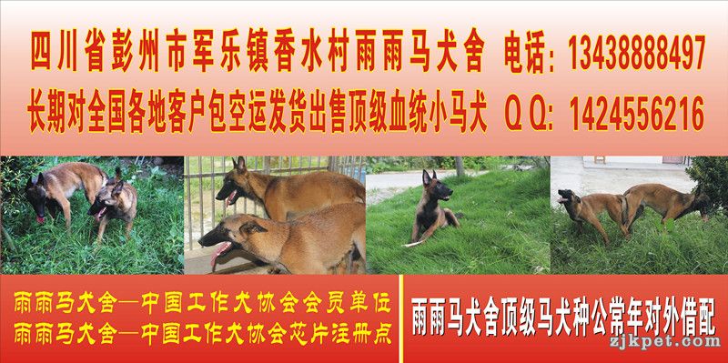 买马犬联系:13438888497【四川雨雨马犬舍】全国包运，芯片血统证书齐全  广东 广州 深圳 珠海 汕头 佛山 湛 ...
