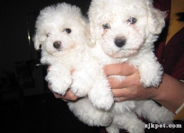 狗场常年出售纯种比熊犬