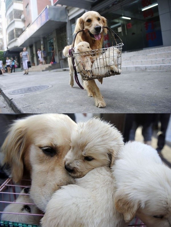 010年8月18，深圳，金毛犬贝贝按主人要求，叼着自己的三个孩子去卖。贝贝特别懂事，主人去买菜，它蹲在旁边 ...