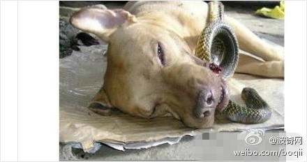 忠犬护主勇斗眼镜蛇 死前望主人摇尾巴 ,国外有一只美国比特斗牛梗  Chief，为了保护主人，勇敢和闯入屋内的 ...