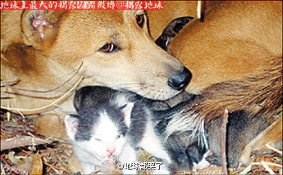 墨尔本一所房子起火,消防员赶到时发现一只返回大火中的小狗已昏迷,他们用吸氧和心脏敲击使得小狗苏醒,但苏  ...