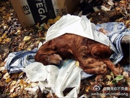 2012欧洲杯 沾满了狗狗的鲜血】由于流浪狗可能会给人带来安全隐患,为了顺利举办2012年欧洲杯乌克兰赛区的比 ...