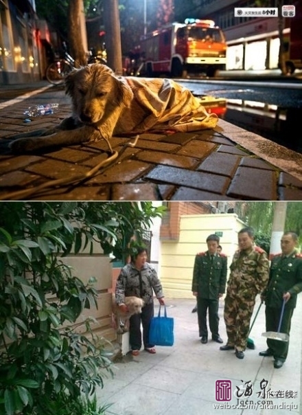 上海火灾现场，守望犬晶晶不吃不喝，流着眼泪等待主人的出现。在被消防战士抱回暂时收养后，晶晶仍然情绪低 ...