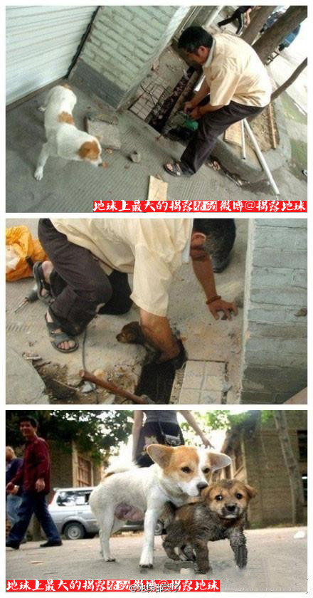一只流浪小狗掉入下水道,狗妈妈向路人求救,一位大叔找来了冲击钻和榔头,砸开下水道将小狗救了出来,小狗得救 ...