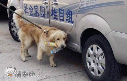 好人好犬】这是一只超帅的金毛，它每天跟着主人拣饮料瓶子，据狗主人称，从早到晚能拣300多个，能卖30多块  ...