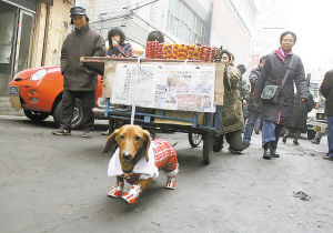 从家到站点，一人一狗每天至少要走40分钟