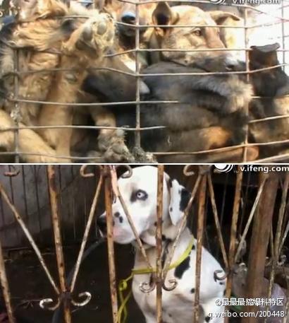 一起关爱狗狗 【实拍:百余名网友闯屠宰场救狗】直击狗黑市血腥杀戮现场,里面的大多是偷抢回来的狗狗,狗血流 ...