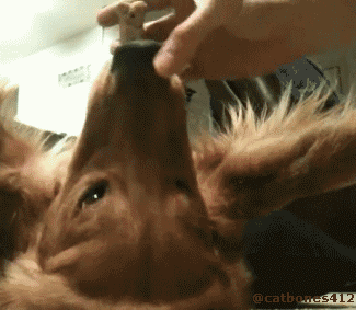 460.gif