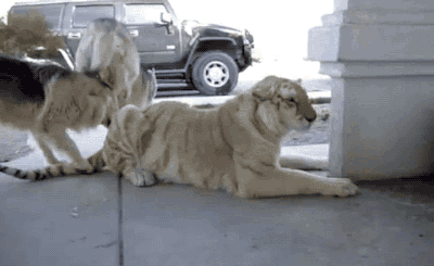 77.gif