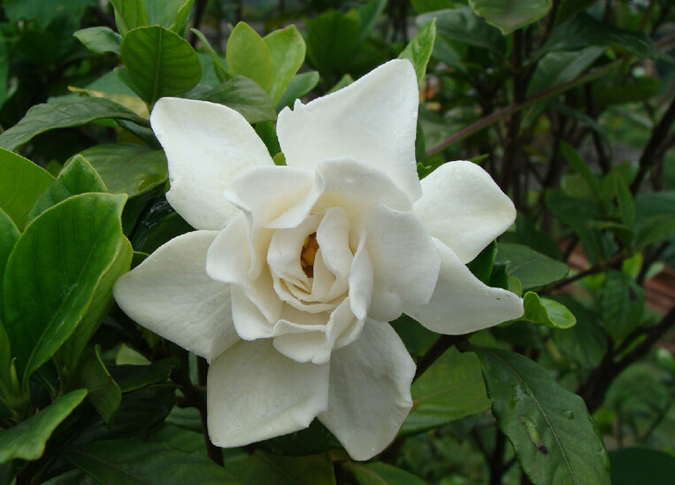栀子花.jpg