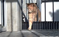 460.gif