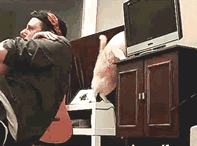 4601.gif