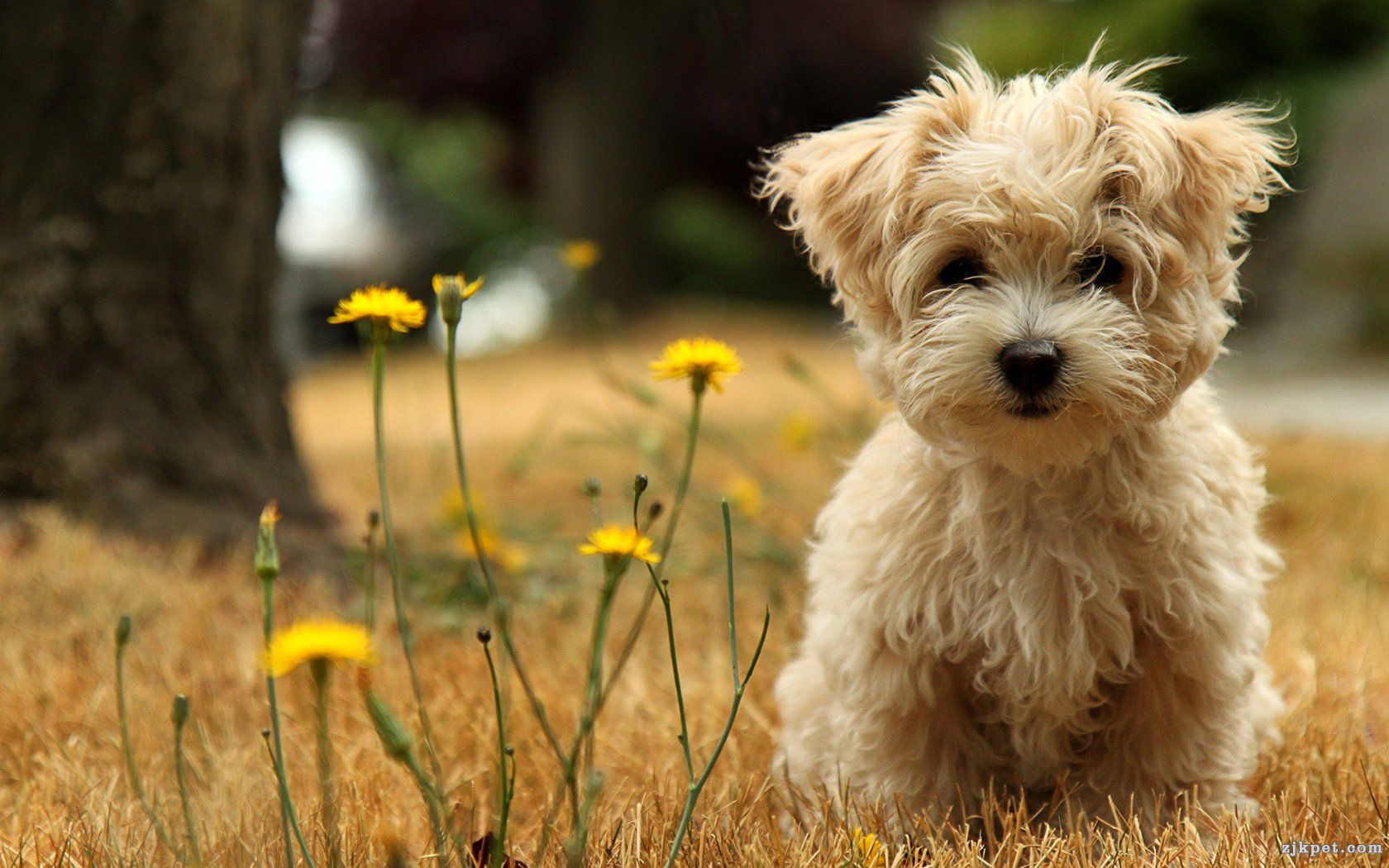 DogsA2_Cici(1).jpg