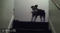 mmexport1408096440426.gif