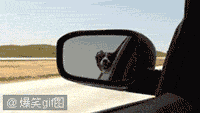 mmexport1408096447286.gif