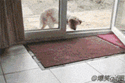 mmexport1408096459256.gif