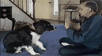 mmexport1408096479779.gif