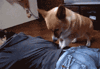 mmexport1408096489050.gif
