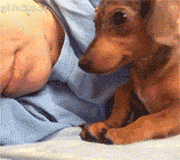 mmexport1408096498120.gif