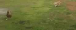 9c9747c157d649caabc7296a1b599902.gif