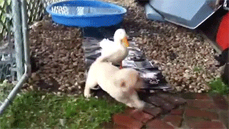 e15ec843c39e033f453423960be3ac52.gif