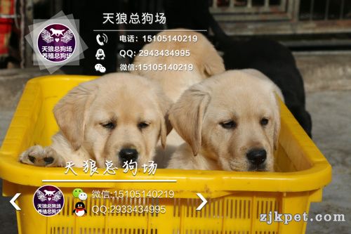 拉拉 (1).jpg