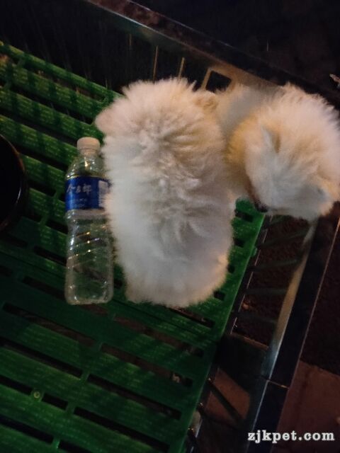 wechat_upload15622985335d1ec8a502ccb