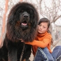 最大的狗