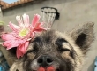 宠物托运