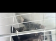 宠物猫出售